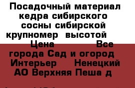 Посадочный материал кедра сибирского (сосны сибирской) крупномер, высотой 3-3.5  › Цена ­ 19 800 - Все города Сад и огород » Интерьер   . Ненецкий АО,Верхняя Пеша д.